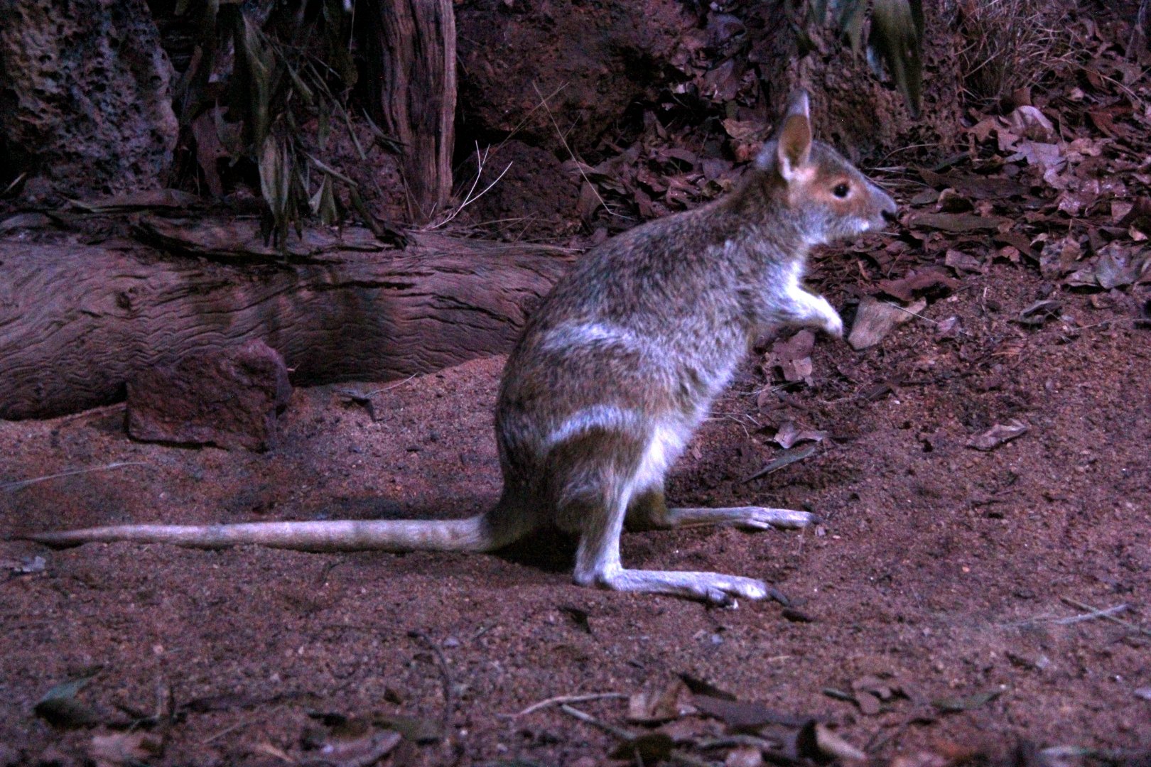 spectacled hare-wallaby (Lagorchestes conspicillatus)