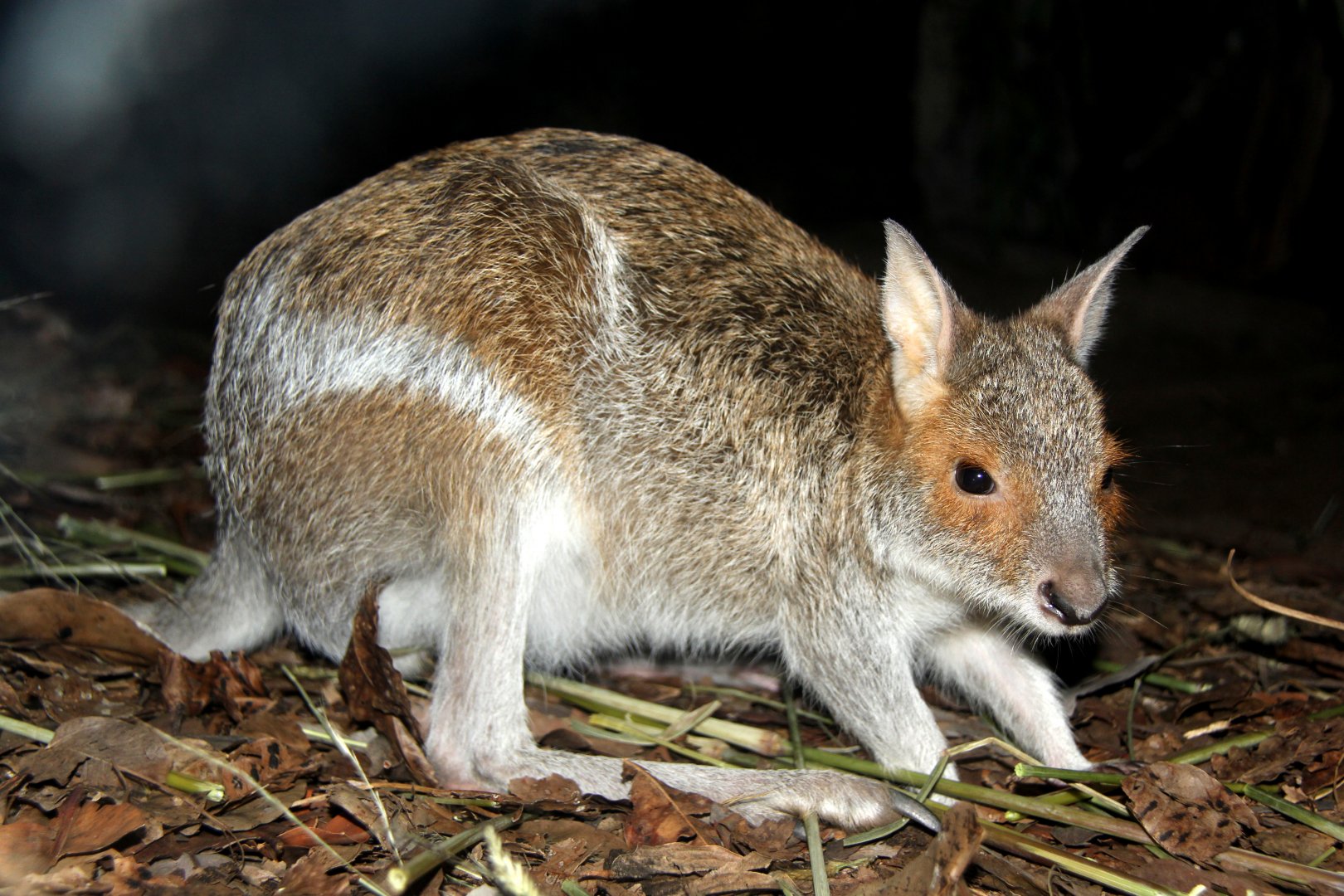 spectacled hare-wallaby (Lagorchestes conspicillatus)