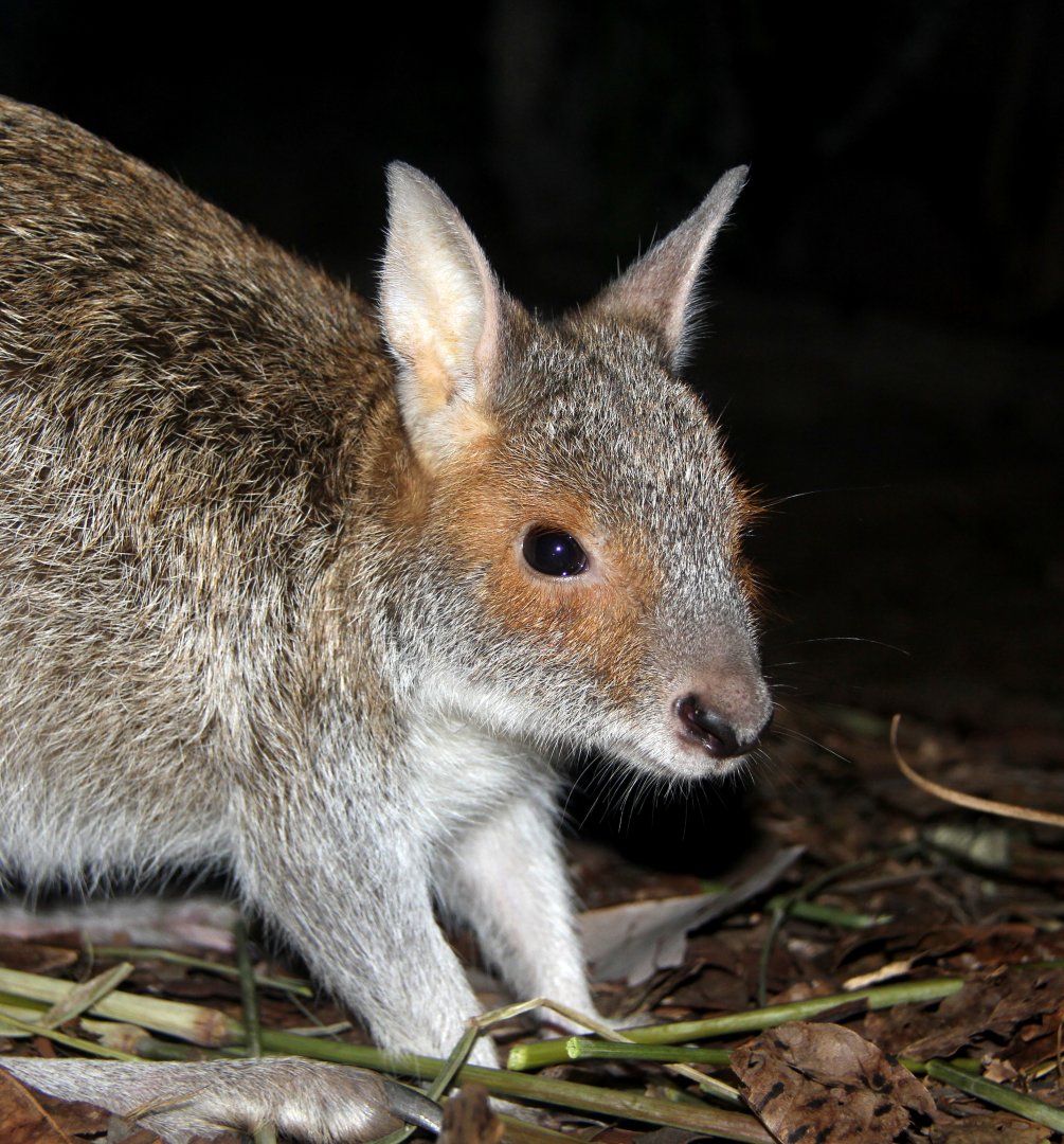 spectacled hare-wallaby (Lagorchestes conspicillatus)