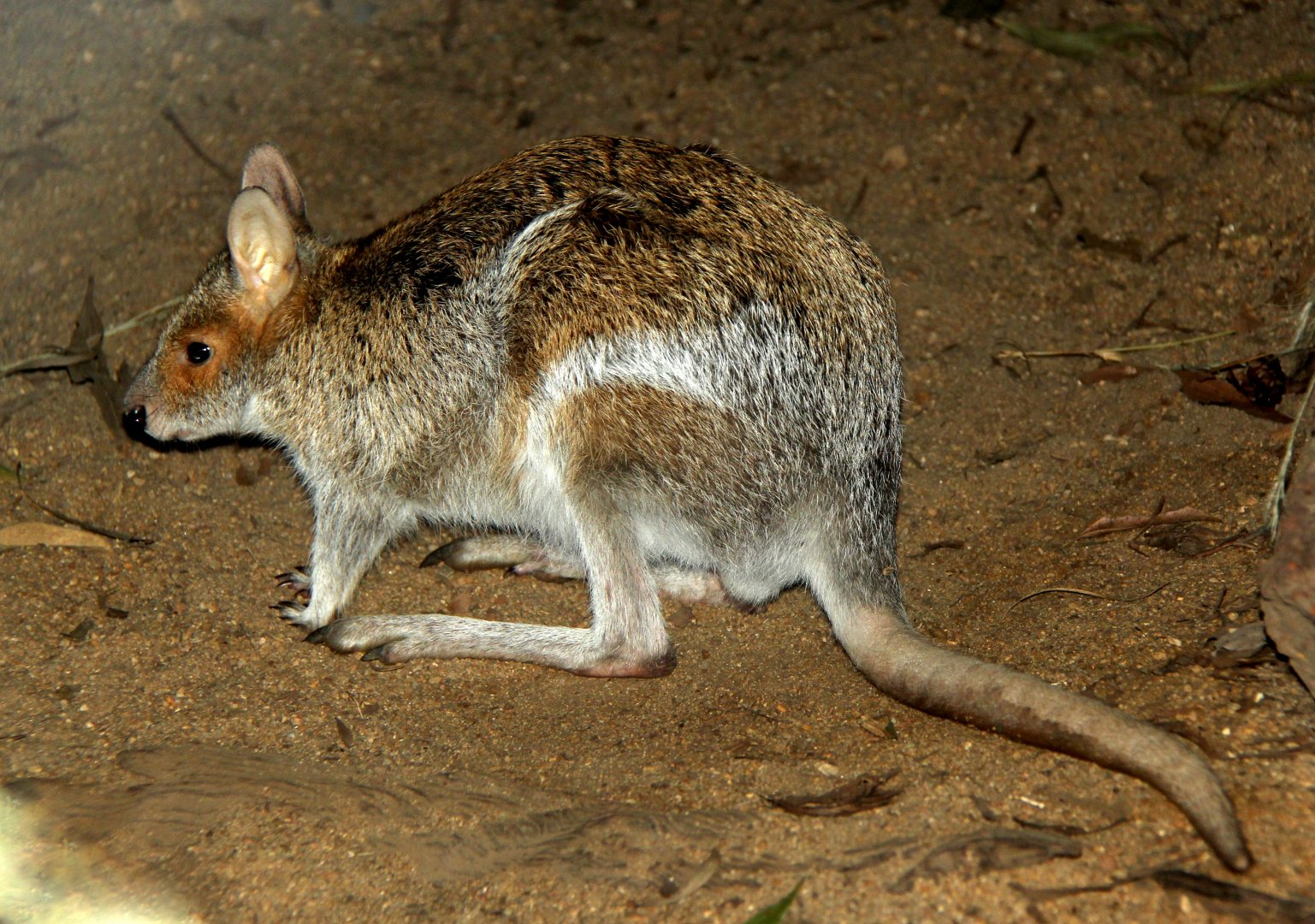 spectacled hare-wallaby (Lagorchestes conspicillatus)