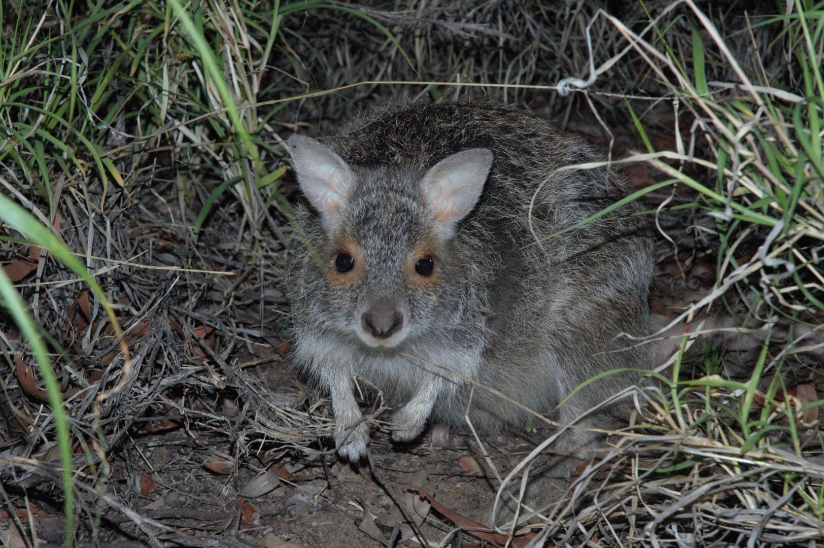 Spectacled Hare-wallaby (Lagorchestes conspicillatus)