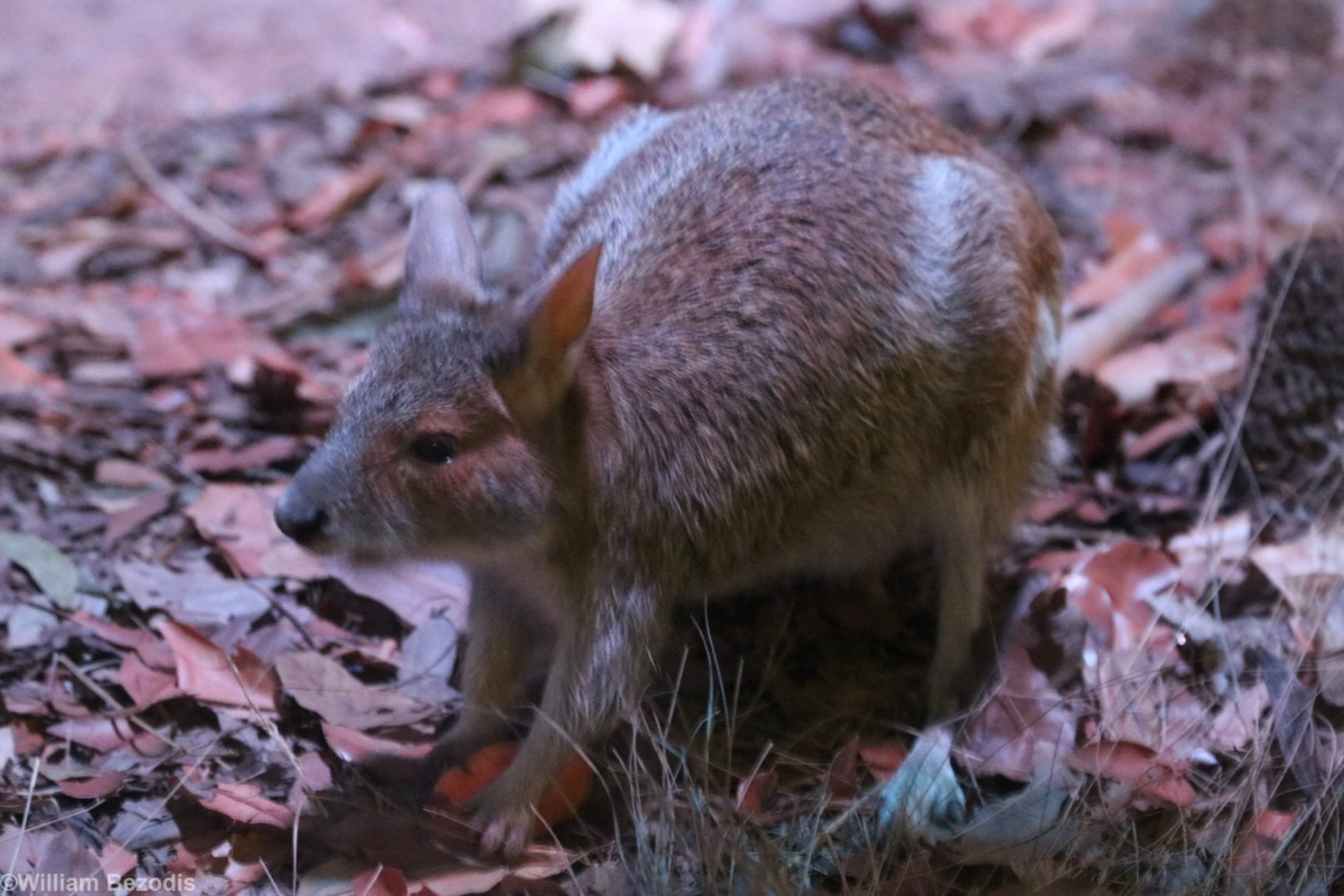 Spectacled Hare-wallaby