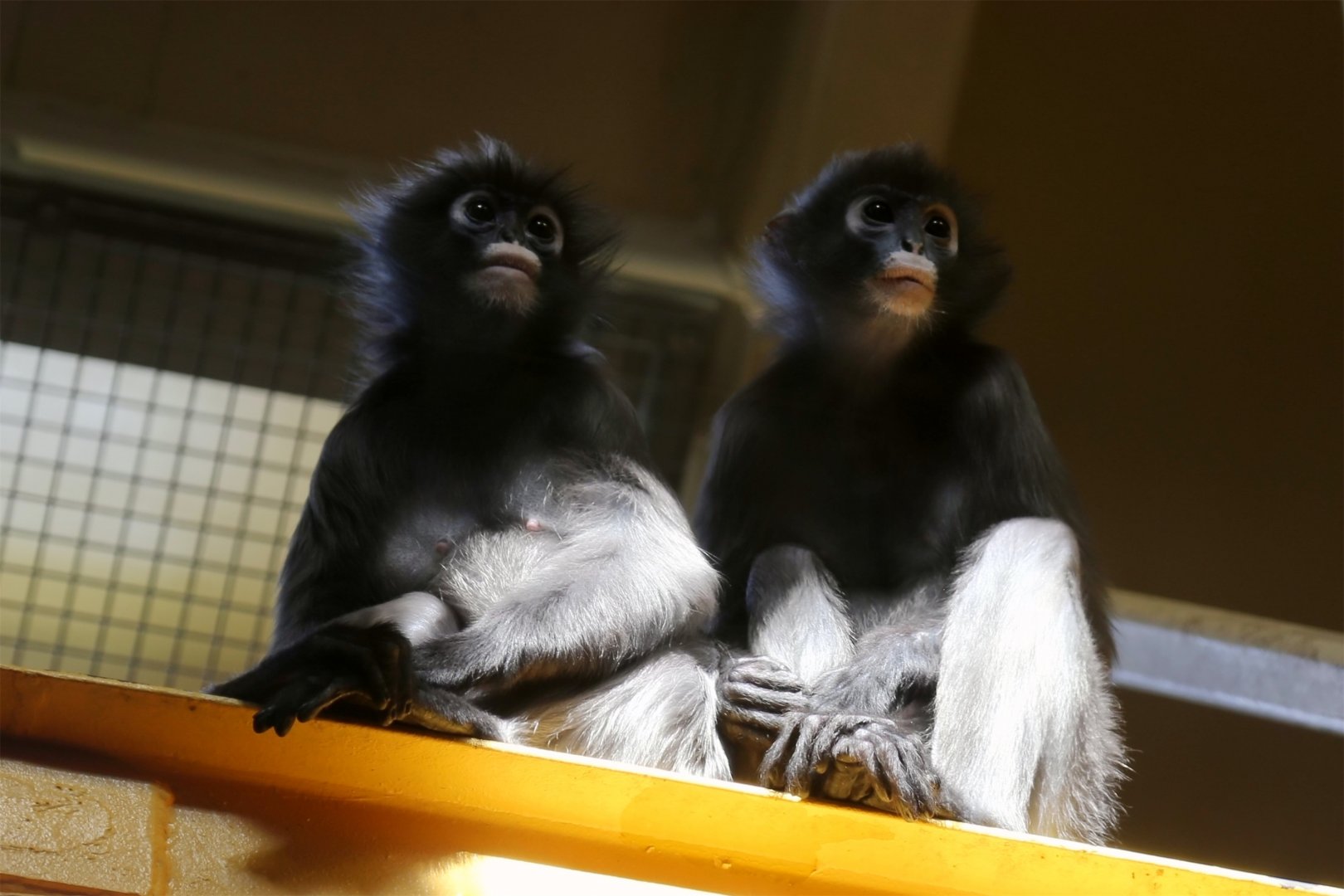 Spectacled Langur, August 2015
