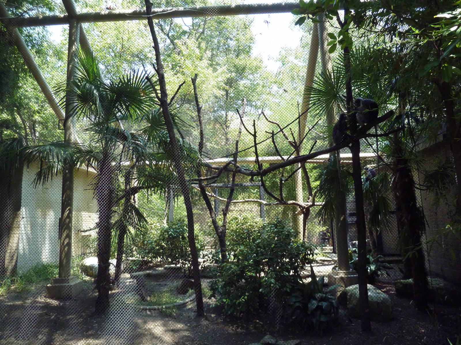 Spectacled Langur Exhibit