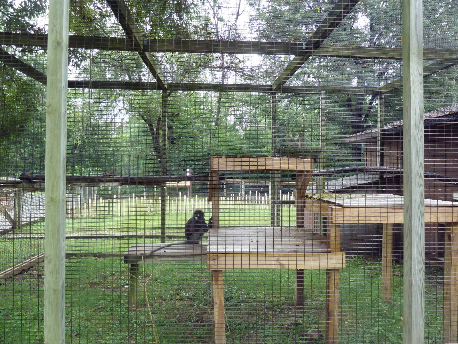 Spectacled Langur Exhibit