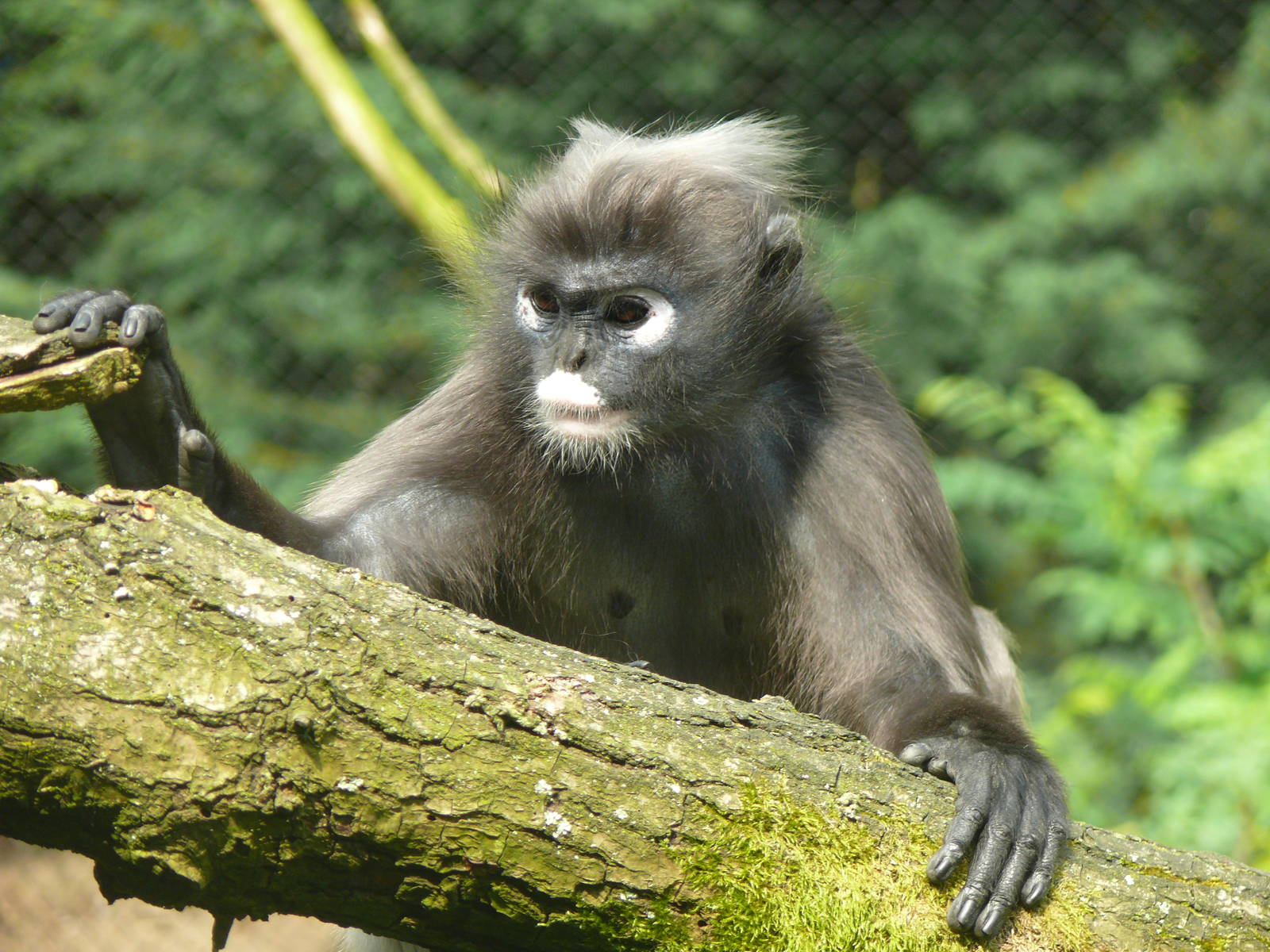 Spectacled langur, July 2012