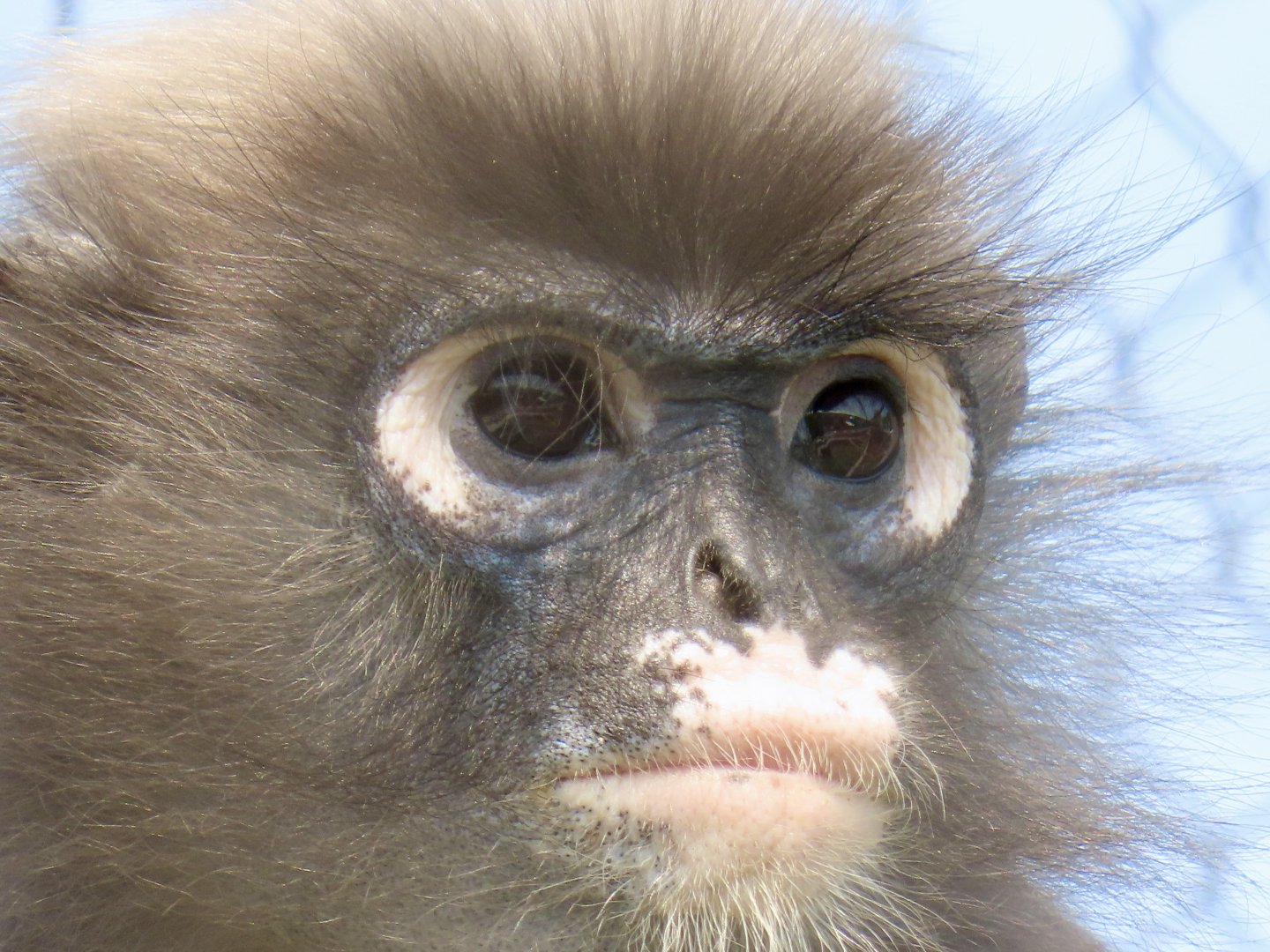 Spectacled Langur (Trachypithecus obscurus)