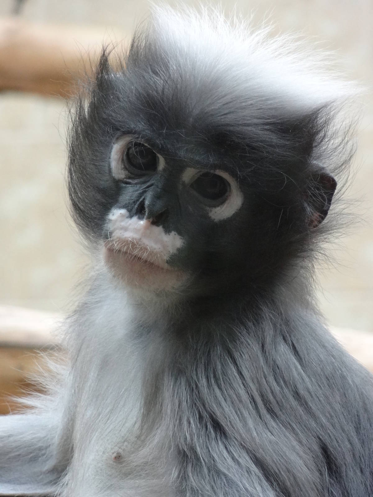 Spectacled langur