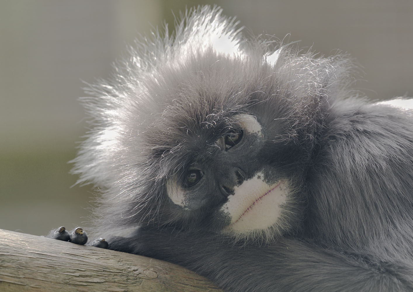 Spectacled langur