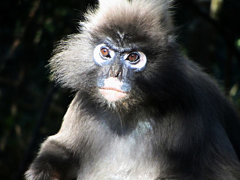 Spectacled Langur