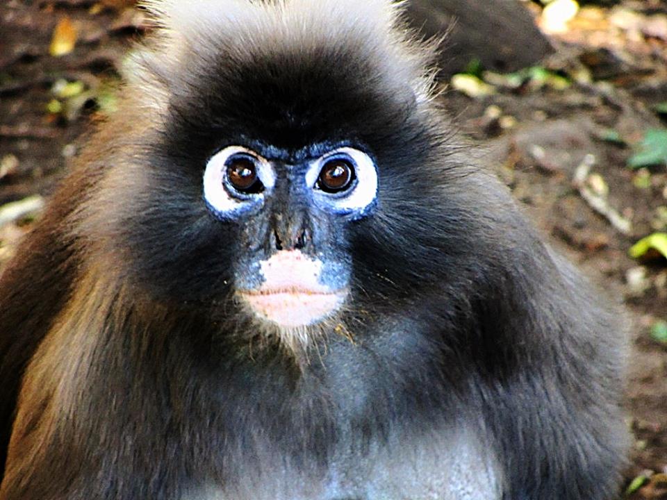 Spectacled Langur