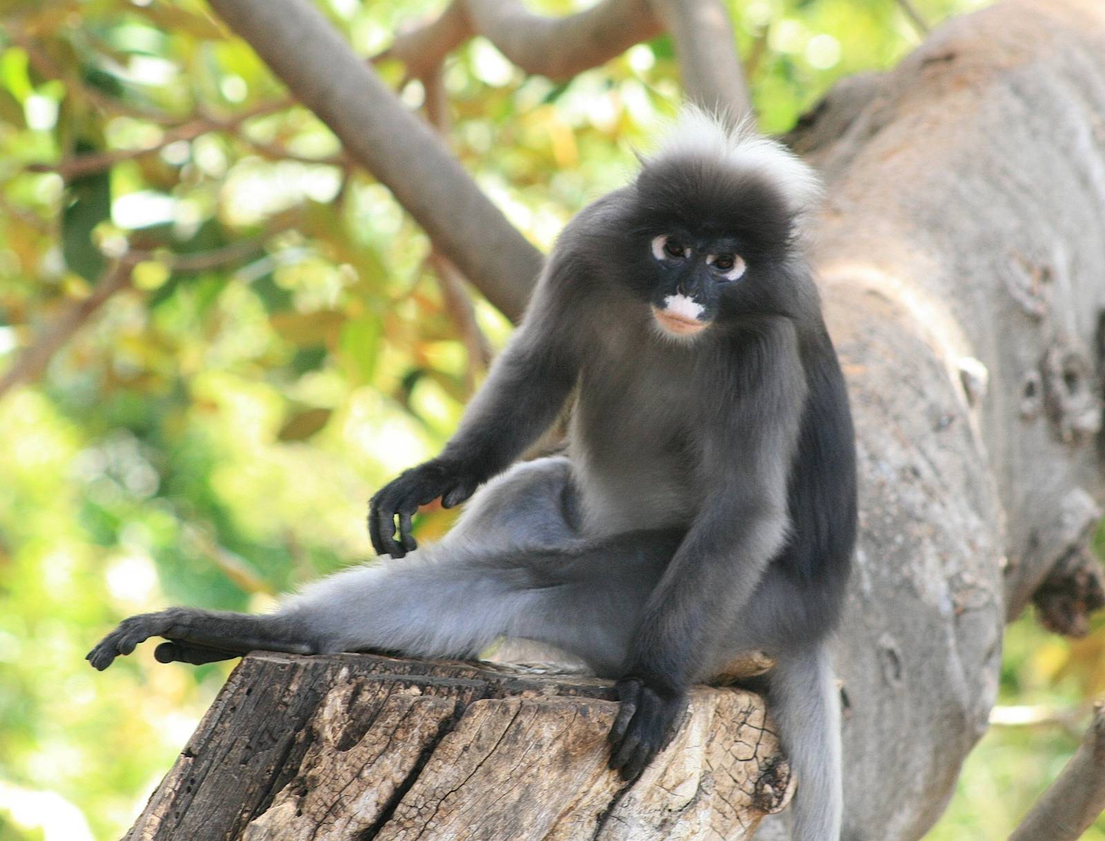 Spectacled langur