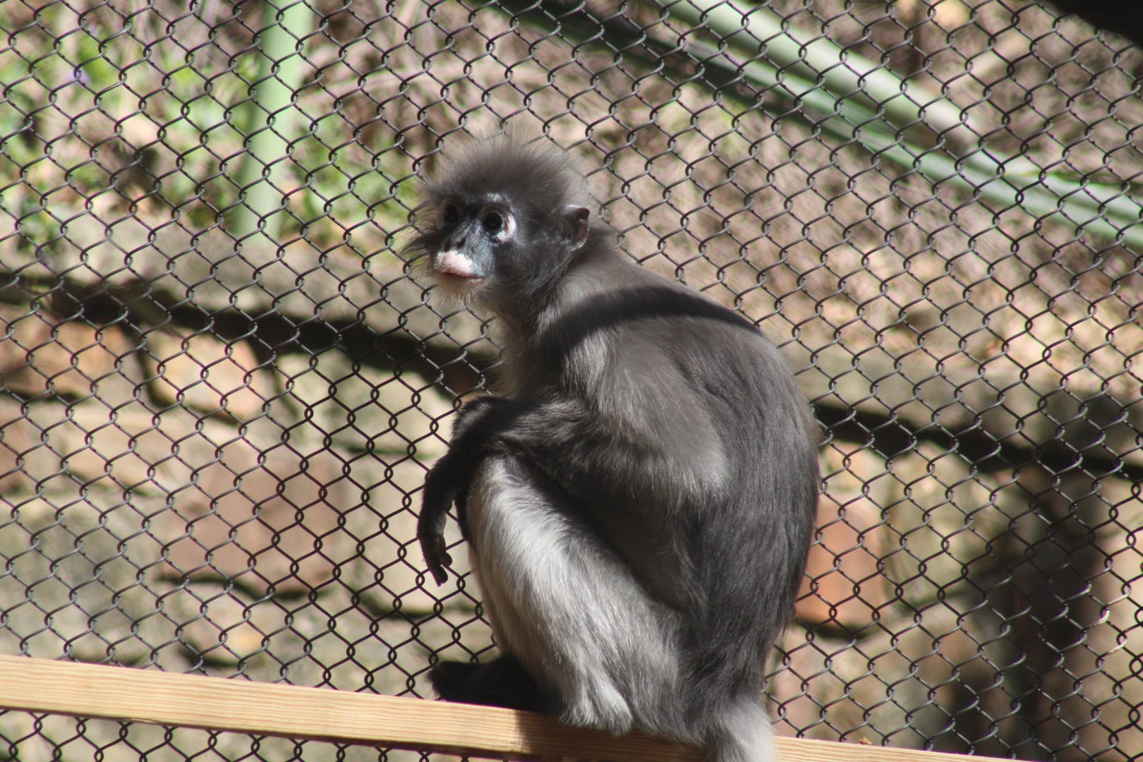 Spectacled Langur