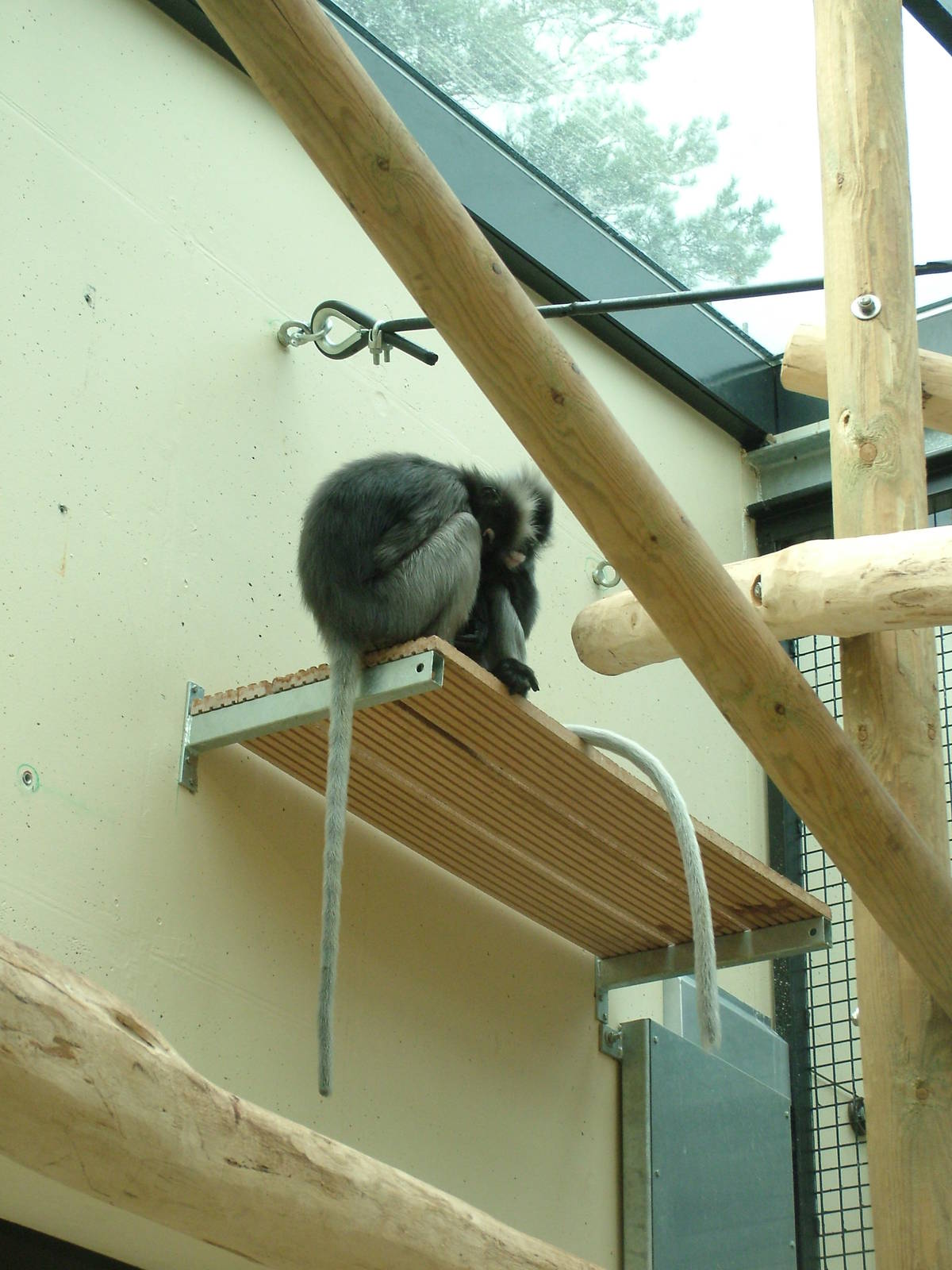Spectacled Langurs in Burgers Rimba at Burgers Zoo Arnhem, 29/08/10