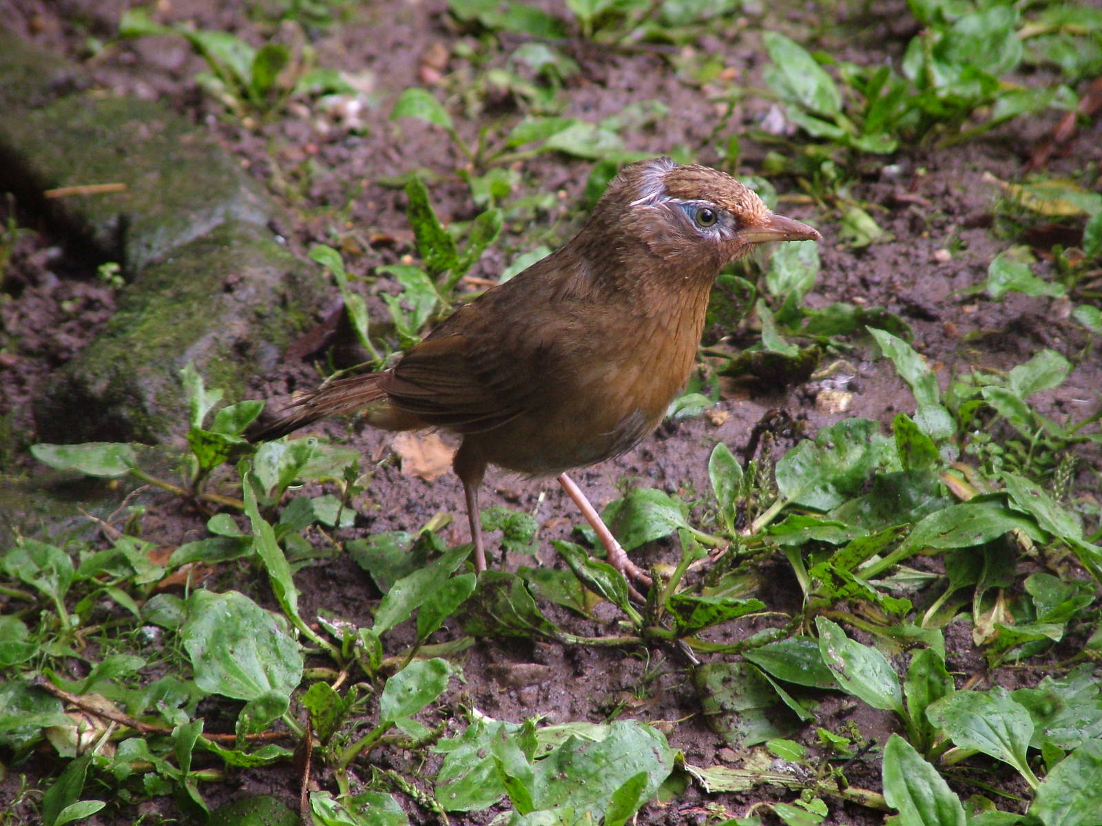 Spectacled Laughing-thrush at Lotherton Hall 01/08/09