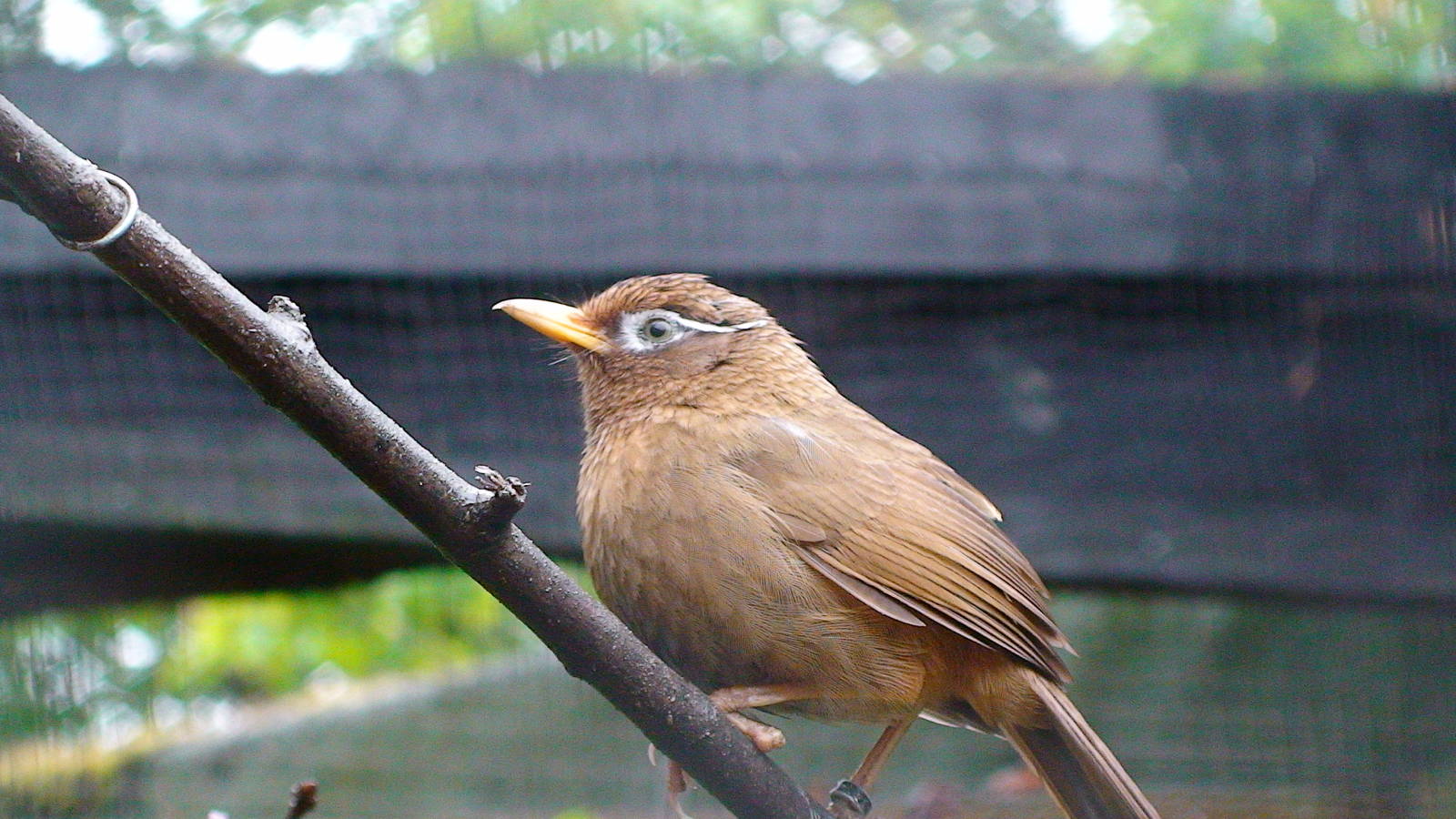 Spectacled Laughing Thrush