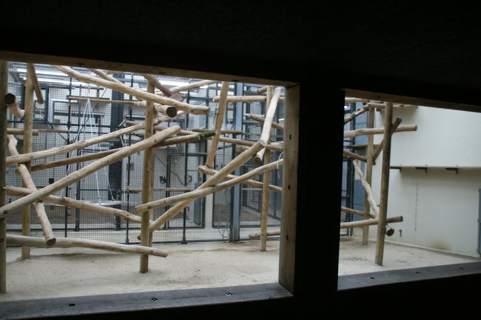 Spectacled leaf monkey indoor enclosure