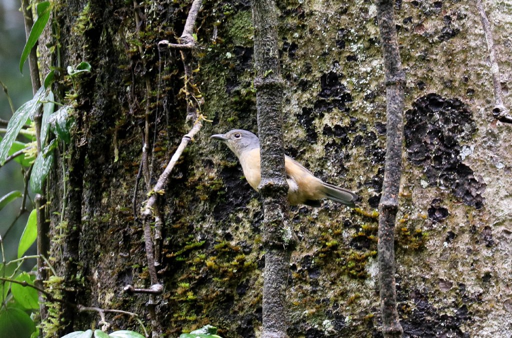 Spectacled Monarch juvenile