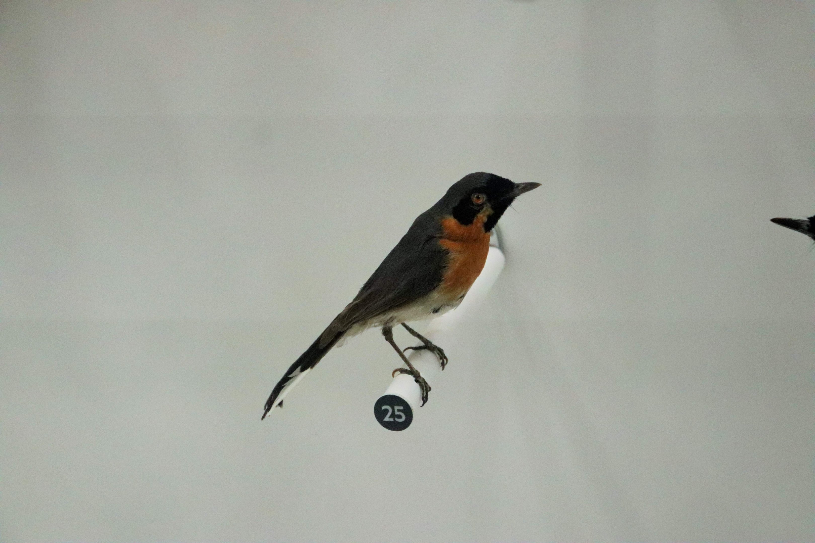 Spectacled Monarch (Symposiachrus trivirgatus)