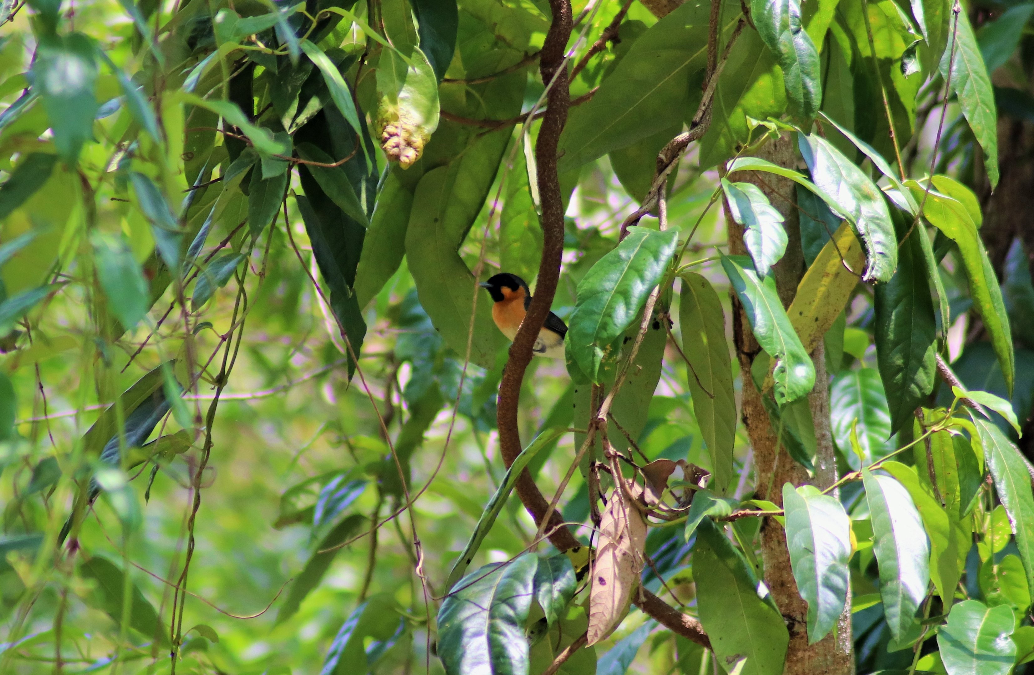 Spectacled Monarch (Symposiachrus trivirgatus)