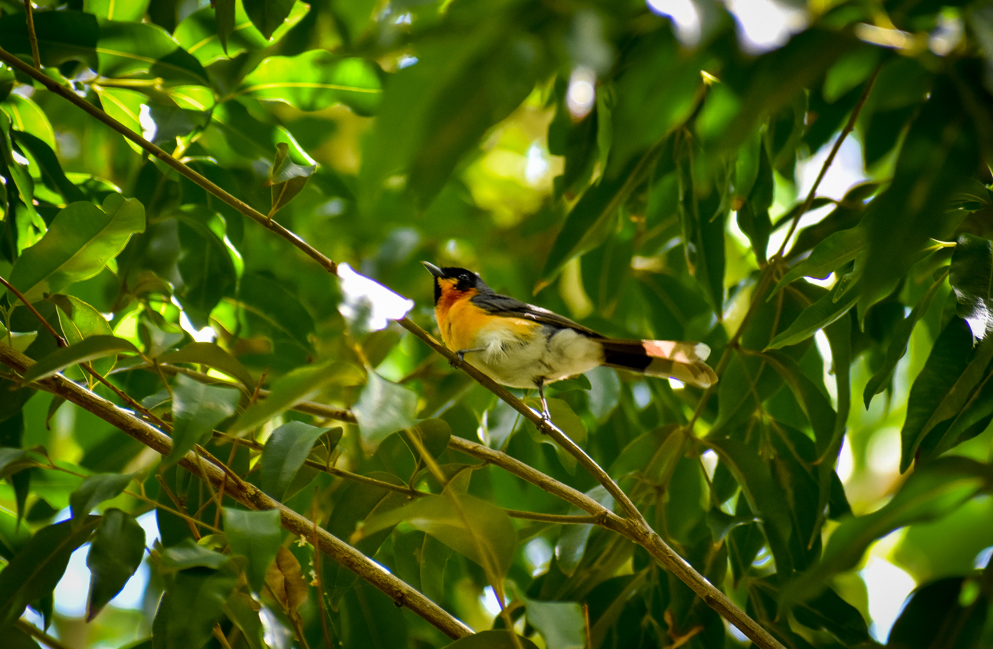 Spectacled Monarch (Symposiachrus trivirgatus)