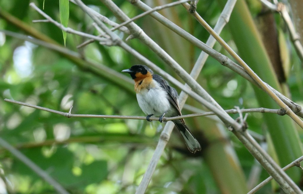 Spectacled Monarch