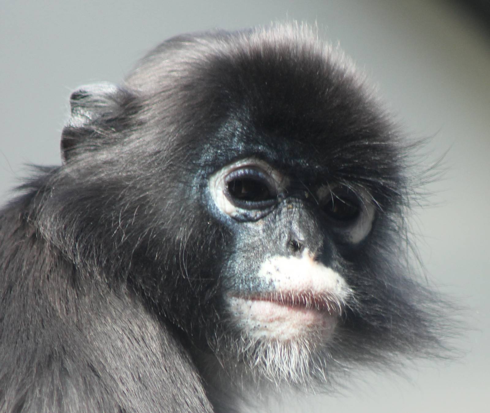 spectacled or dusky leaf monkey