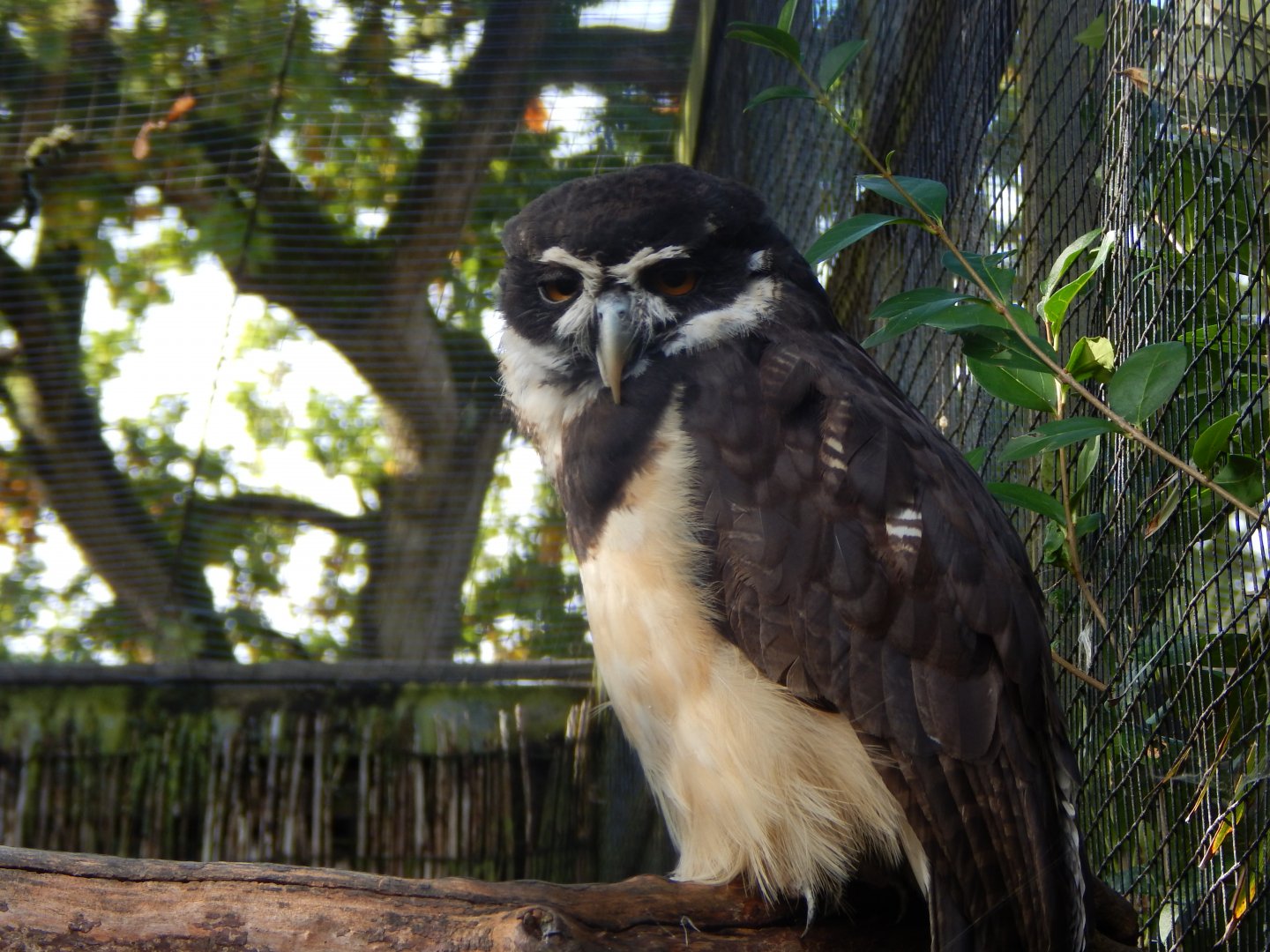 Spectacled owl 081020