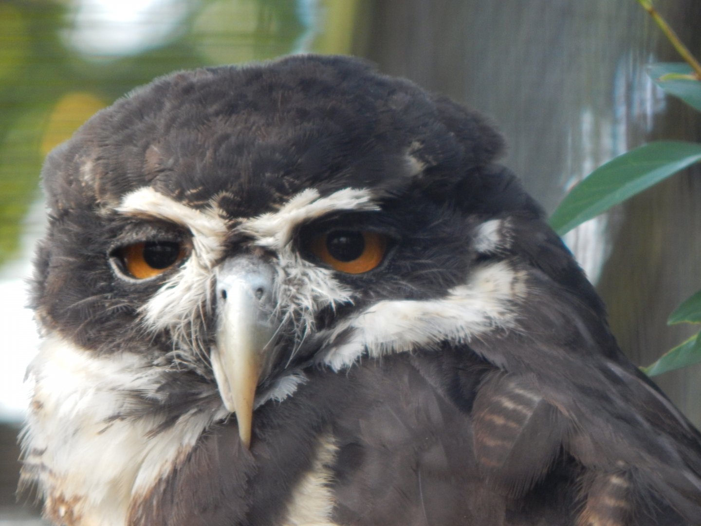 Spectacled owl 081020