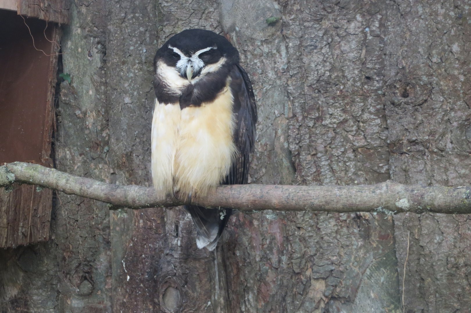 Spectacled owl 190219