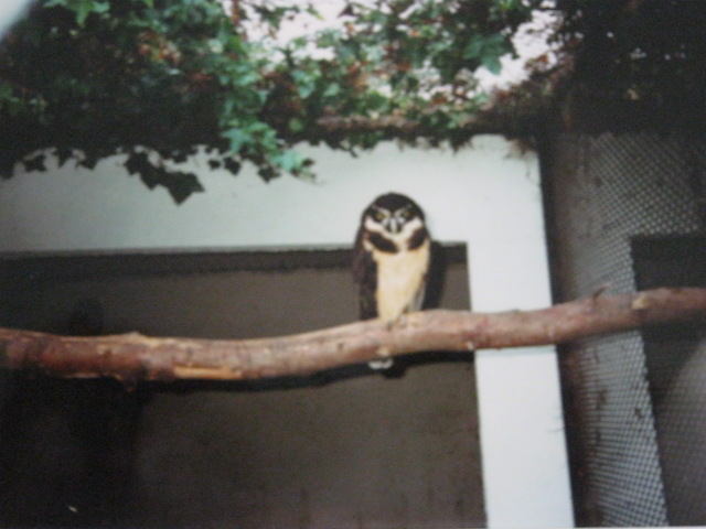 Spectacled Owl 1990.