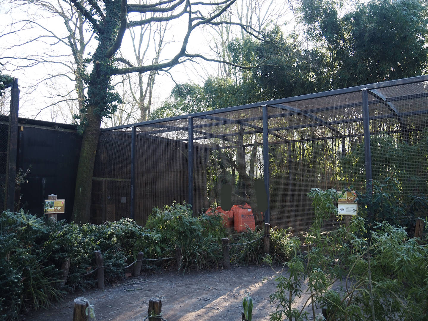 Spectacled owl and Mexican military macaw aviaries undergoing renovation, 2025-02-02