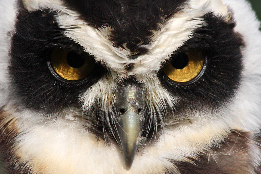 Spectacled Owl at Chester 01/11/08