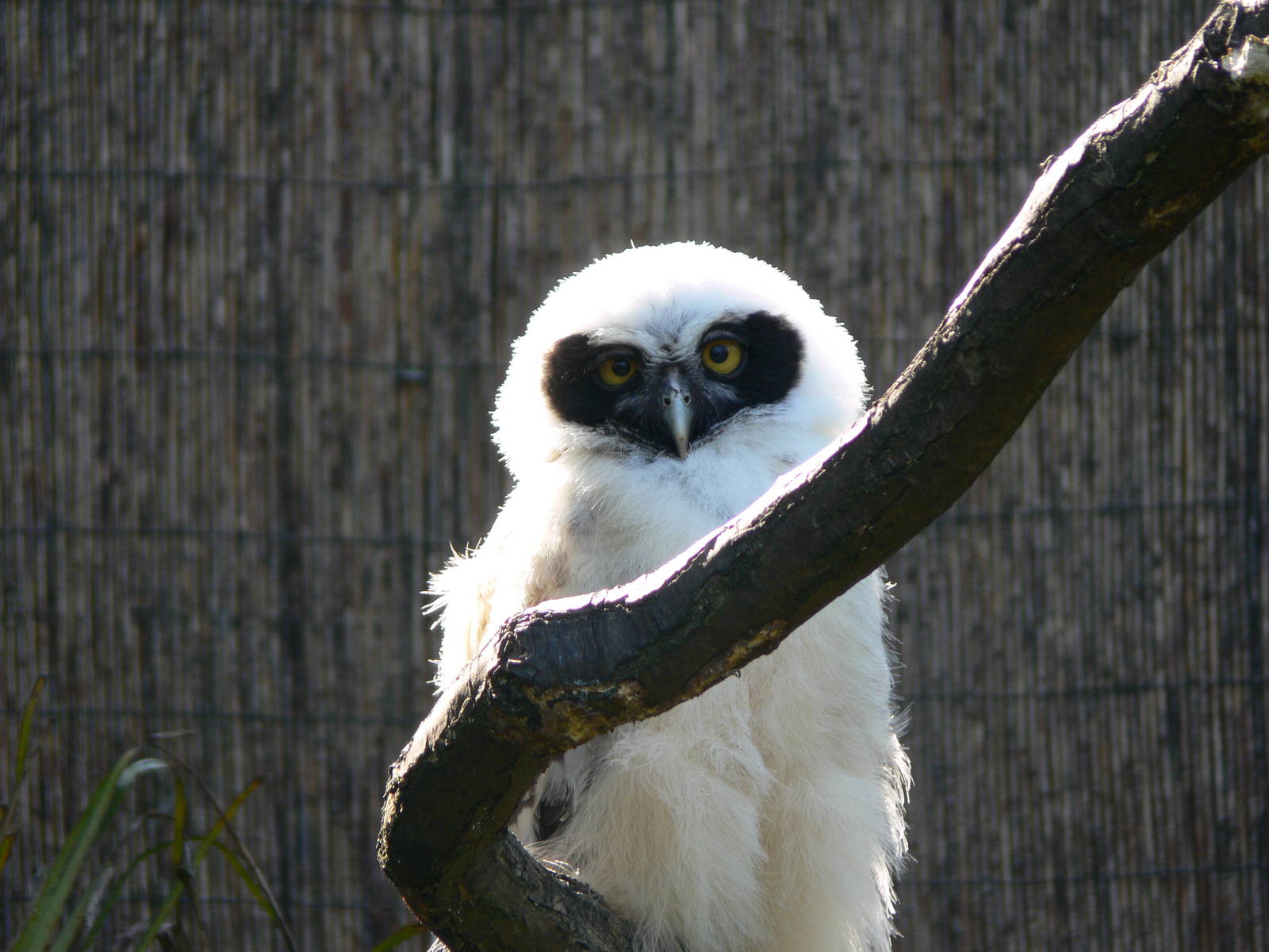 Spectacled Owl at Chester, 23/07/14