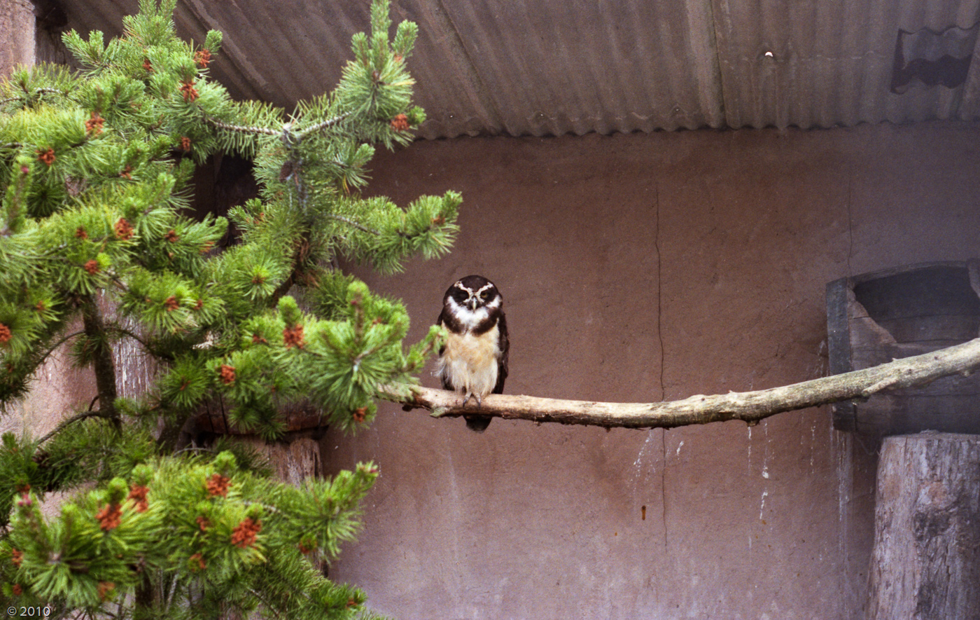Spectacled Owl at Chester Zoo - 1985