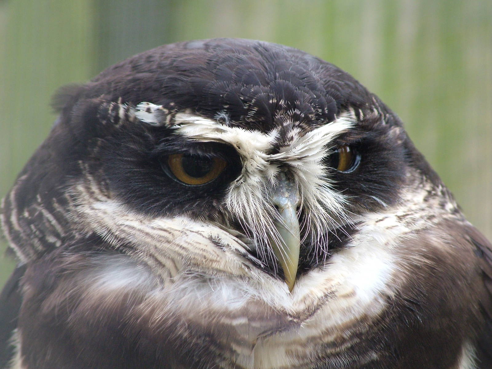 Spectacled Owl at Cotswold Falconry 05/03/11