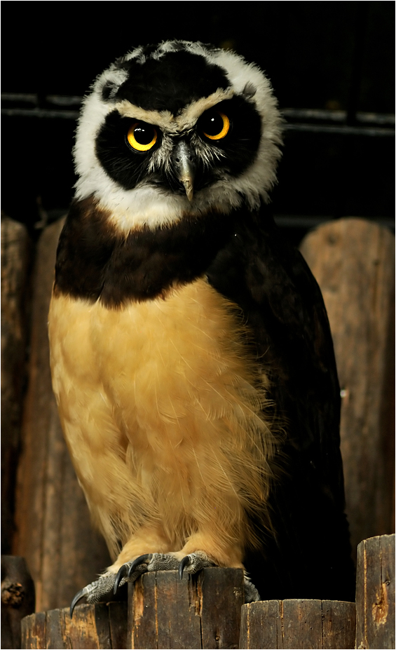 Spectacled Owl at Karlsruhe zoo
