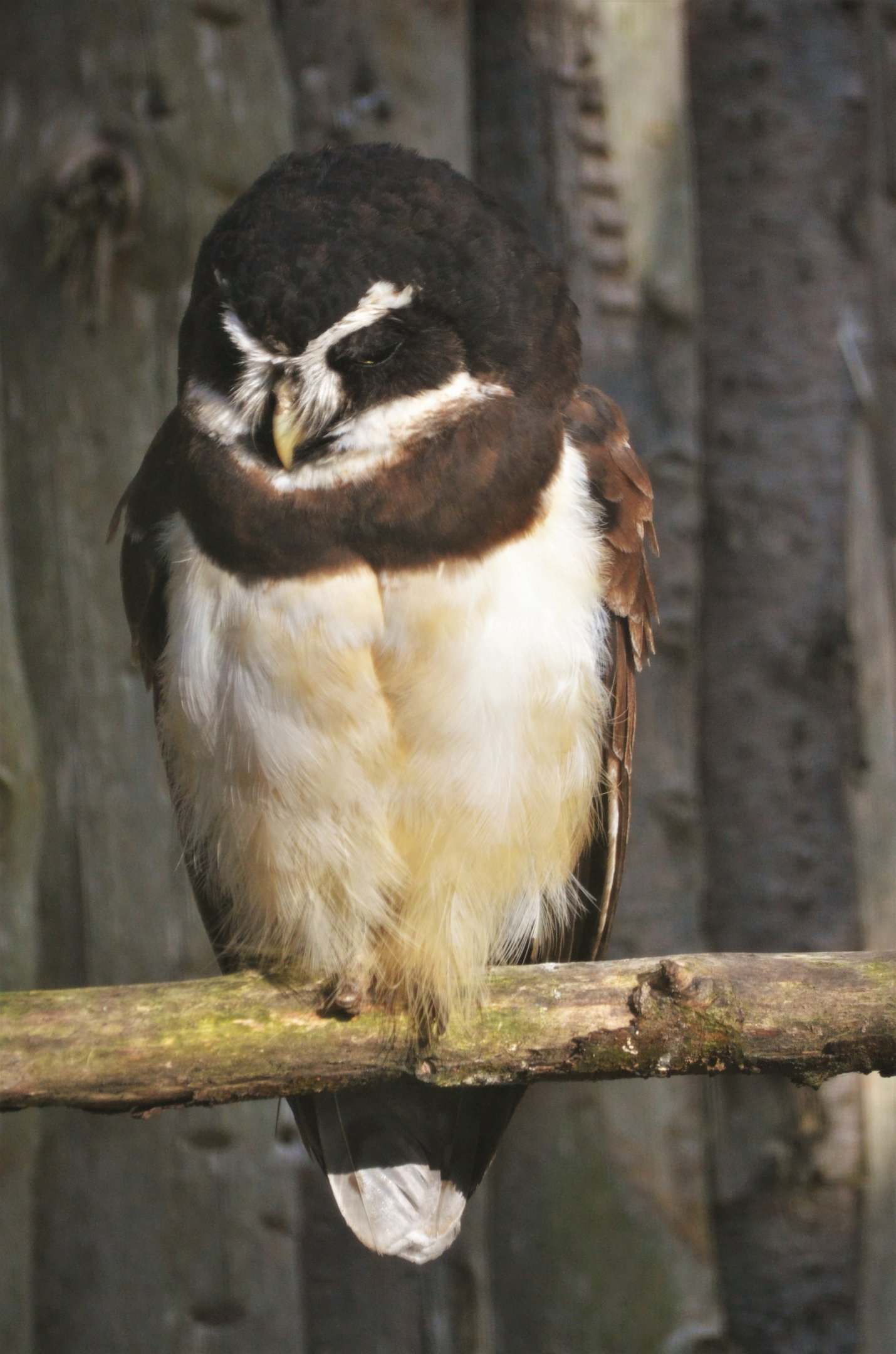 Spectacled Owl at Twycross, 11/02/18