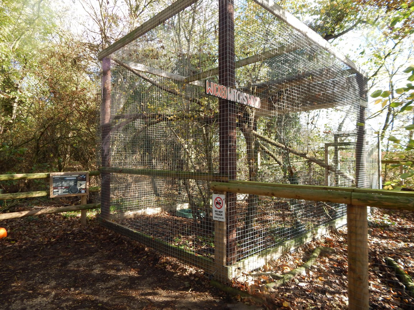 Spectacled owl aviary 021125