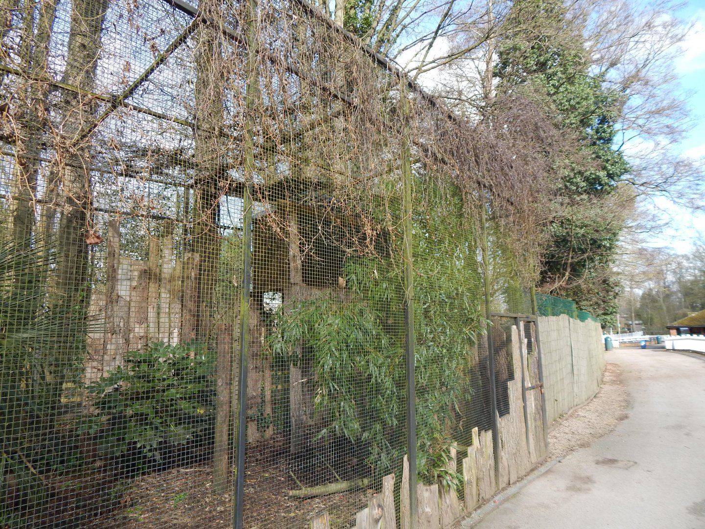 Spectacled owl aviary 040324