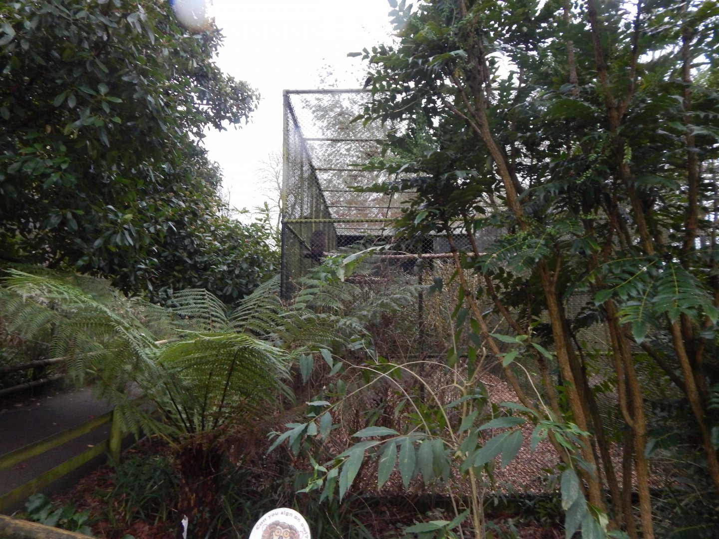 Spectacled owl aviary 050224
