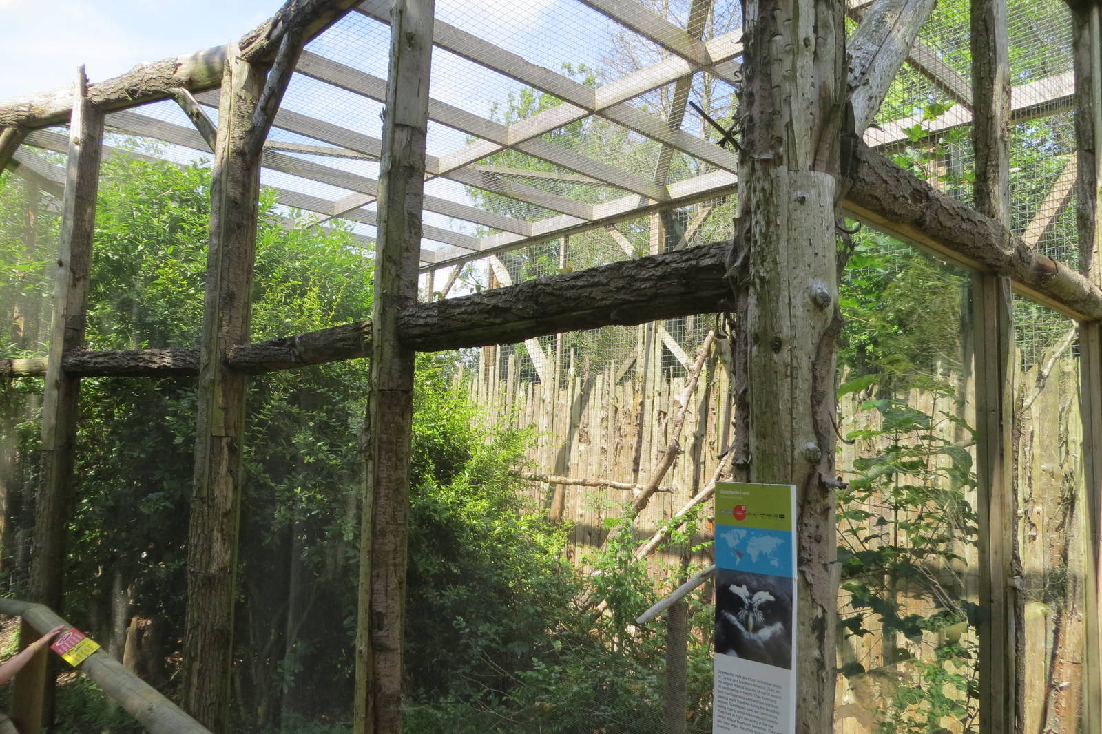 Spectacled Owl aviary 110715
