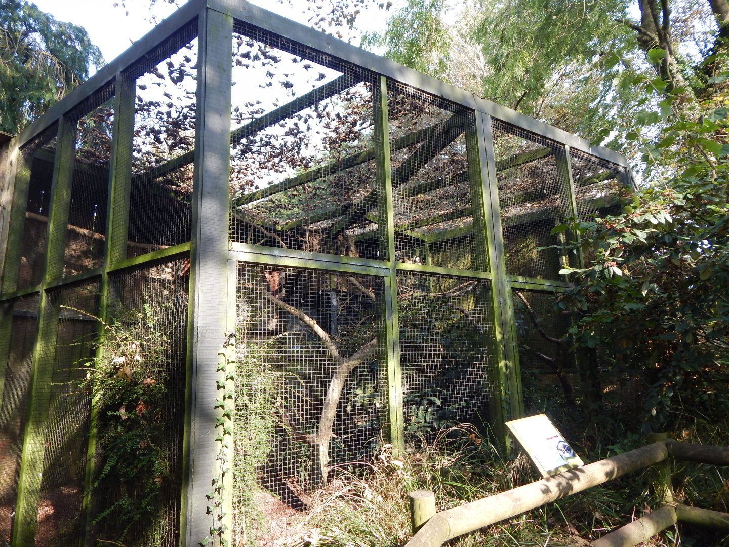 Spectacled owl aviary 181020