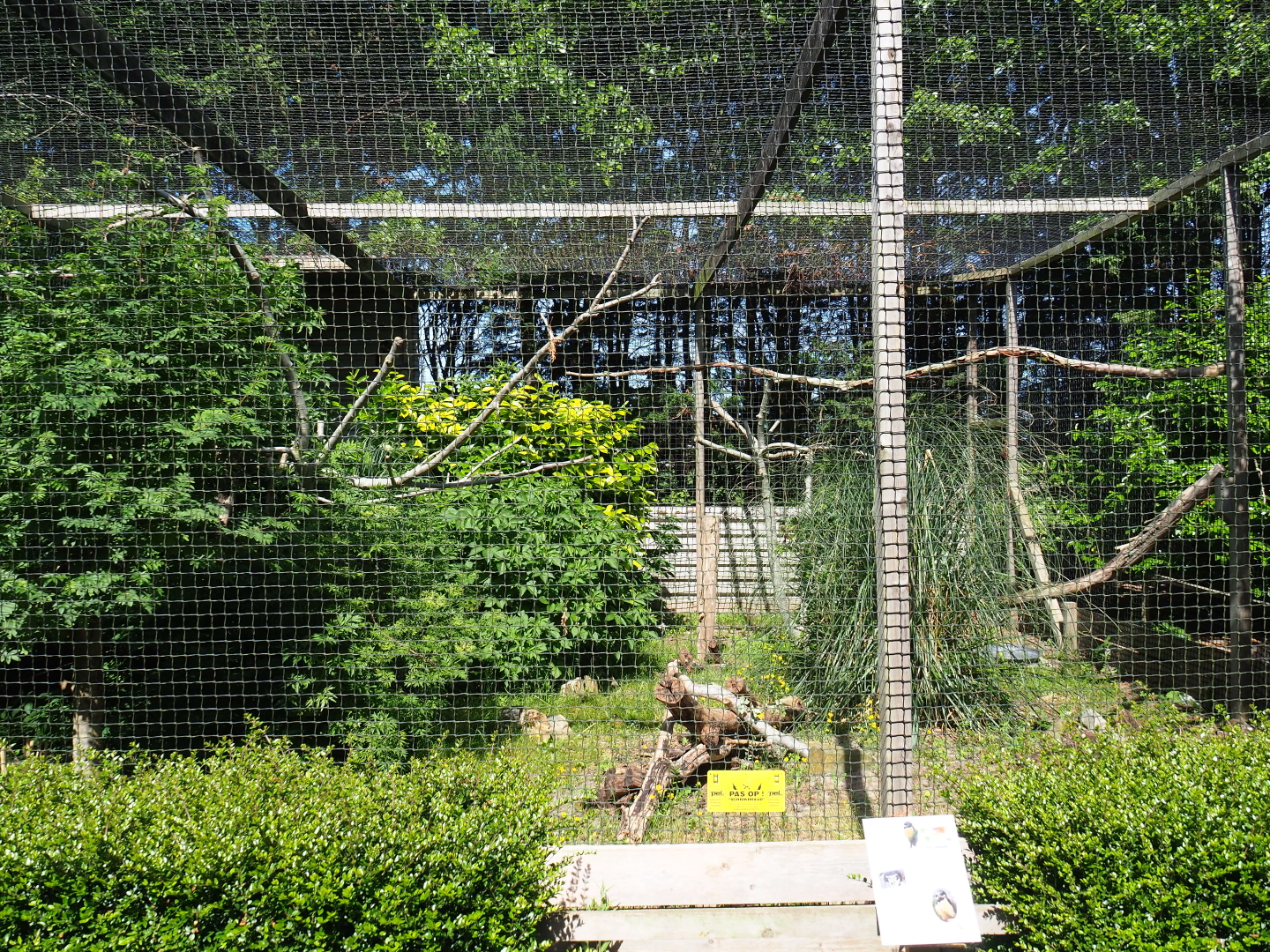 Spectacled owl aviary, 2019-06-01