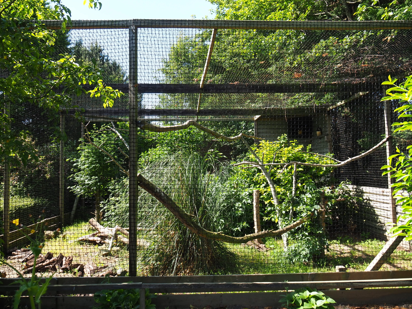 Spectacled owl aviary, 2019-06-01