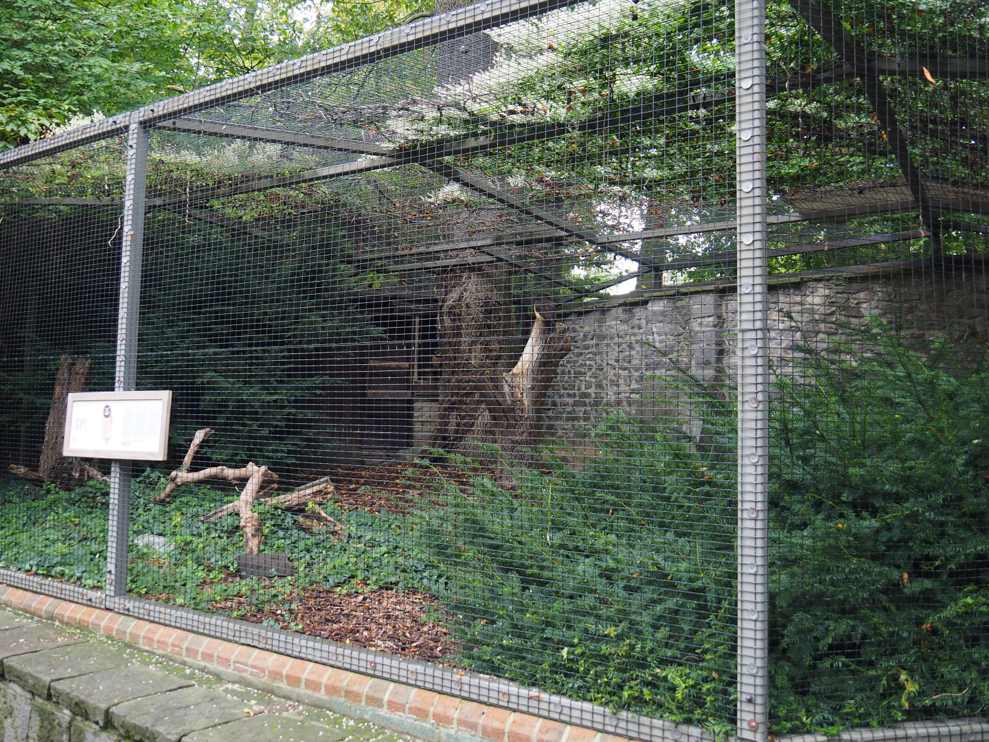 Spectacled owl aviary, 2019-10-04