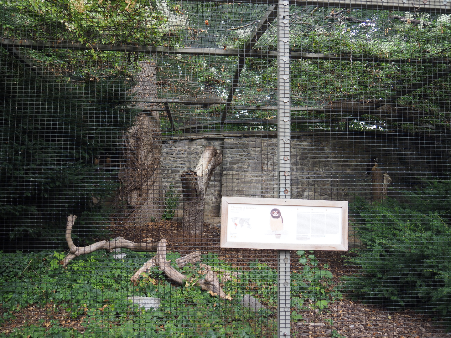 Spectacled owl aviary, 2020-09-02