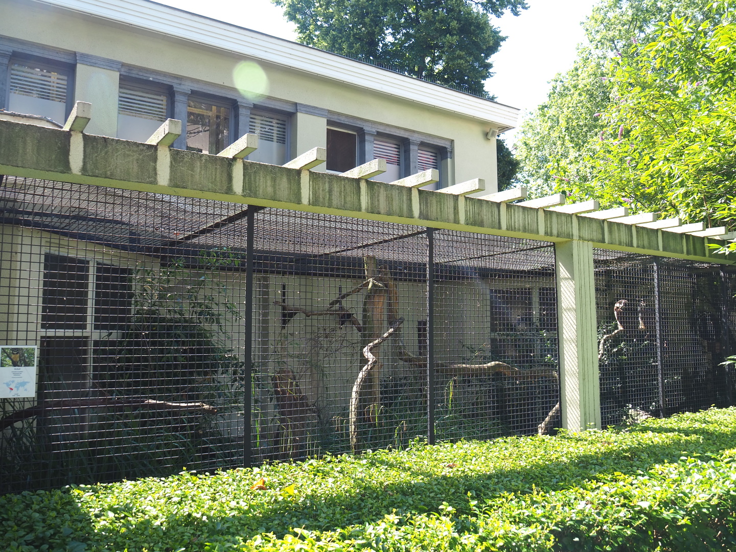 Spectacled owl aviary, 2021-07-17