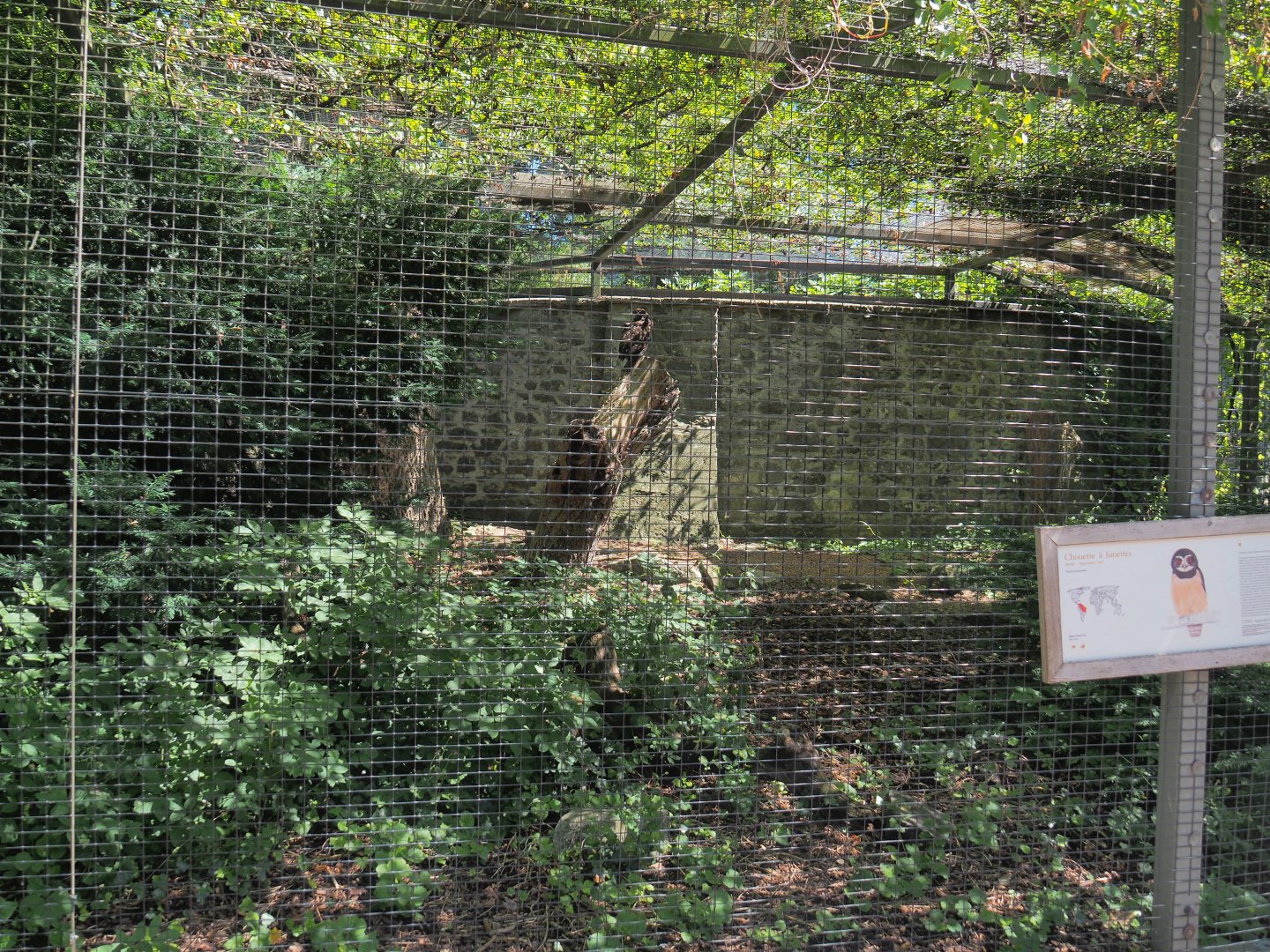 Spectacled owl aviary, 2022-06-28