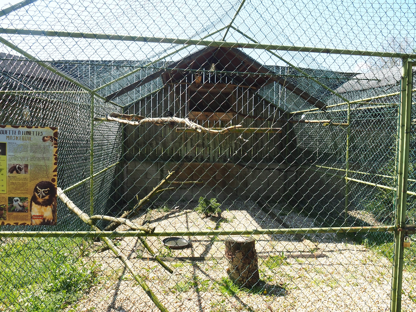 Spectacled owl aviary, 2023-05-19